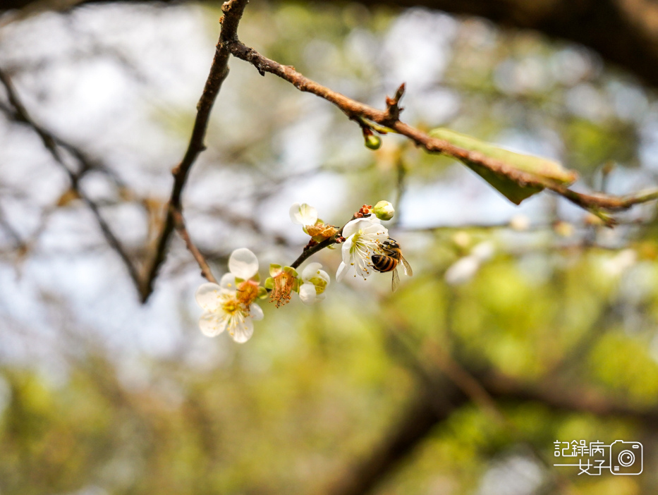 21嘉義梅山公園梅花公園現代文學步道.jpg