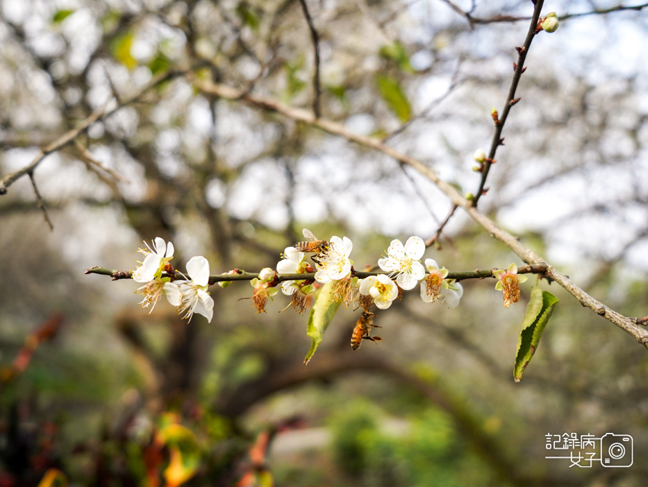 19嘉義梅山公園梅花公園現代文學步道.jpg