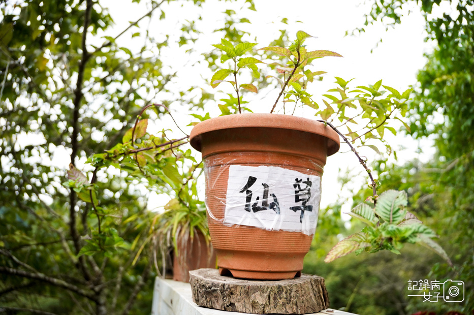 7苗栗獅潭仙山秘境星仙草芋圓仙草雪花冰桂花冰火湯圓.jpg