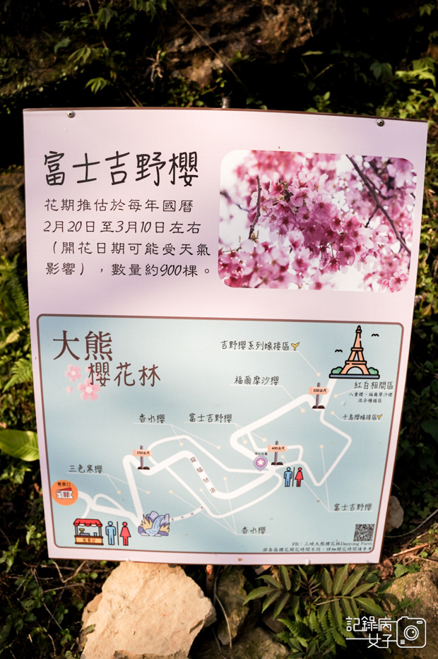 5台北熊空新北三峽大熊櫻花林門票營業時間.jpg