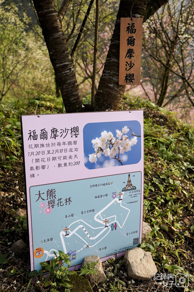 6台北熊空新北三峽大熊櫻花林門票營業時間.jpg