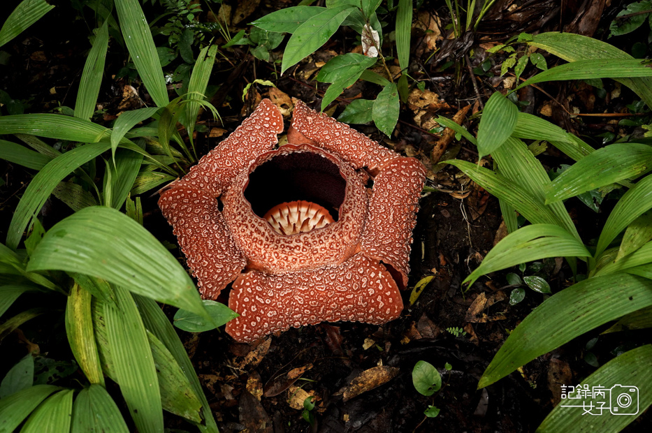 7馬來西亞波令溫泉Poring Hot Spring阿諾爾特大花草Rafflesia arnoldiiR. Br.jpg