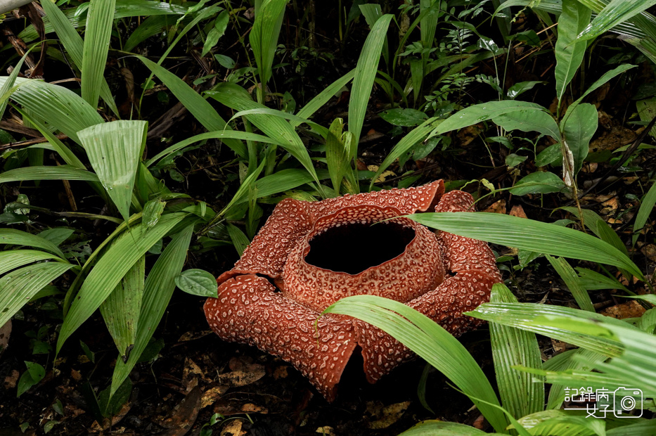 6馬來西亞波令溫泉Poring Hot Spring阿諾爾特大花草Rafflesia arnoldiiR. Br.jpg