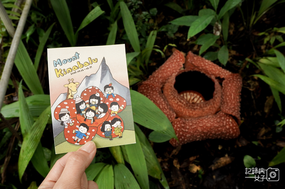 10馬來西亞波令溫泉Poring Hot Spring阿諾爾特大花草Rafflesia arnoldiiR. Br.jpg