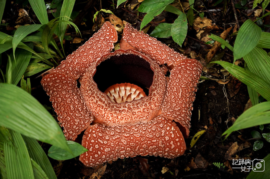 8馬來西亞波令溫泉Poring Hot Spring阿諾爾特大花草Rafflesia arnoldiiR. Br.jpg