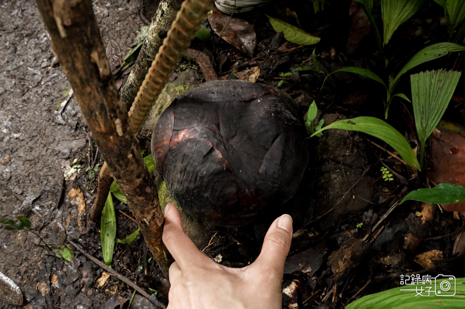 11馬來西亞波令溫泉Poring Hot Spring阿諾爾特大花草Rafflesia arnoldiiR. Br.jpg