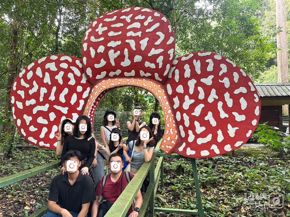 46馬來西亞波令溫泉Poring Hot Spring阿諾爾特大花草Rafflesia arnoldiiR. Br.jpg