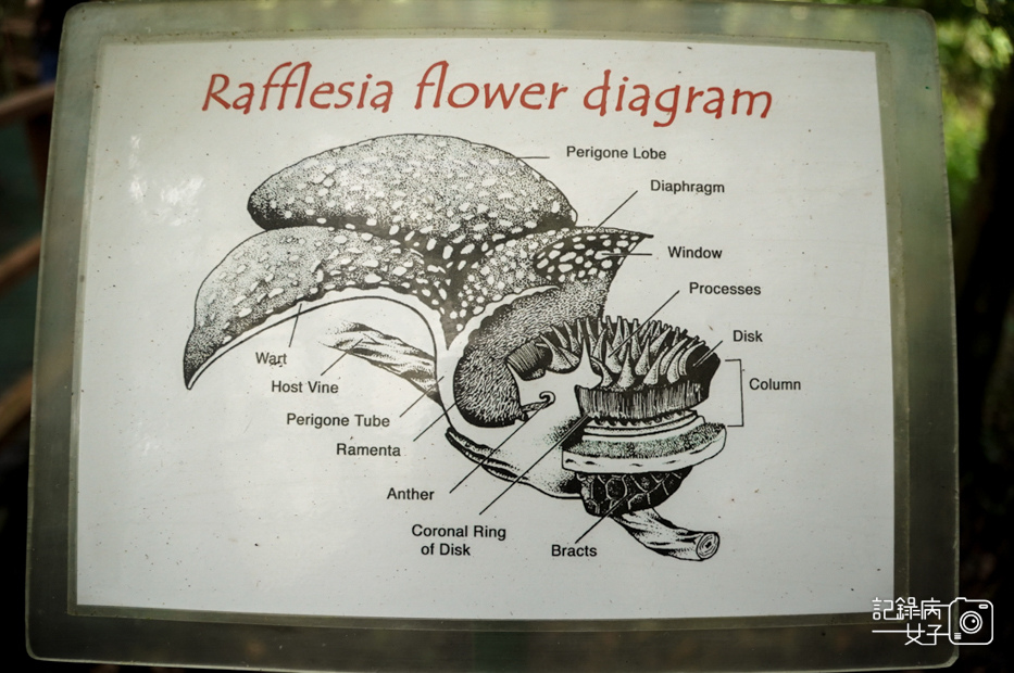 52馬來西亞波令溫泉Poring Hot Spring阿諾爾特大花草Rafflesia arnoldiiR. Br.jpg