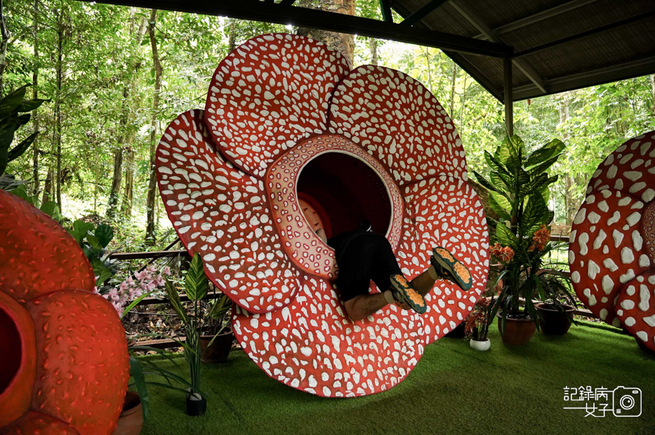 48馬來西亞波令溫泉Poring Hot Spring阿諾爾特大花草Rafflesia arnoldiiR. Br.jpg