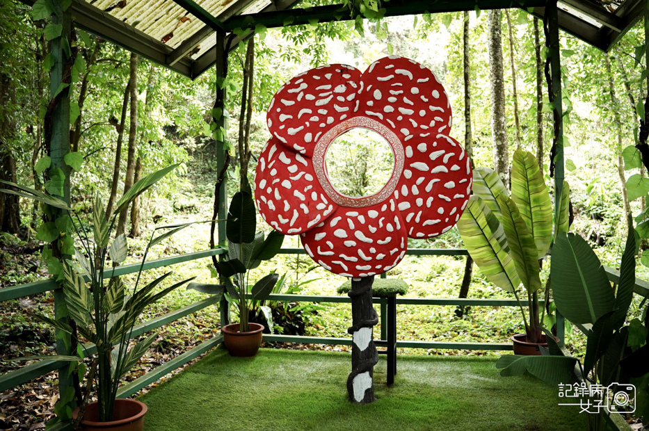 49馬來西亞波令溫泉Poring Hot Spring阿諾爾特大花草Rafflesia arnoldiiR. Br.jpg