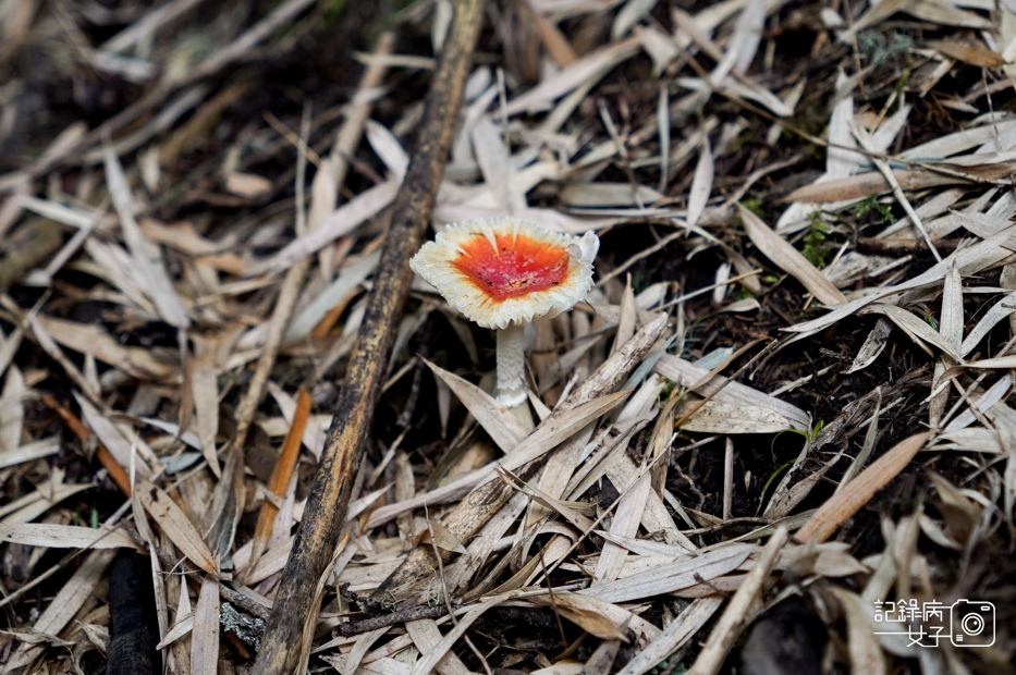 96台灣百岳武陵兩日四秀池有山品田山桃山喀拉業山新達山屋.jpg 96台灣百岳武陵兩日四秀池有山品田山桃山喀拉業山新達山屋.jpg