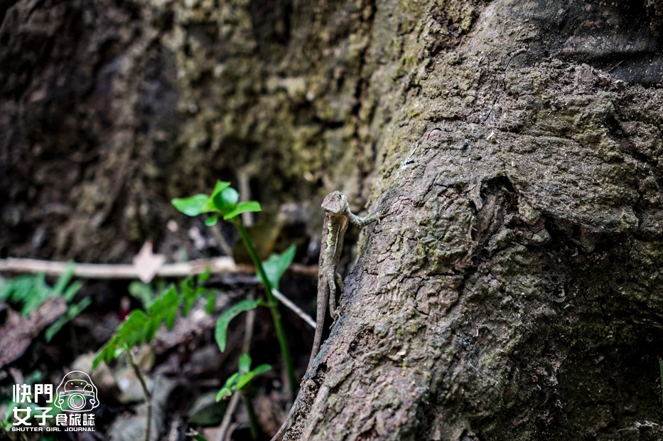 16小百岳觀音山硬漢嶺小鷹尖崩山開山嶺弱者俱樂部.jpg 16小百岳觀音山硬漢嶺小鷹尖崩山開山嶺弱者俱樂部.jpg