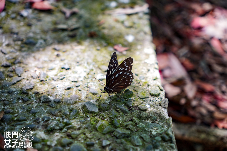 15小百岳觀音山硬漢嶺小鷹尖崩山開山嶺弱者俱樂部.jpg 15小百岳觀音山硬漢嶺小鷹尖崩山開山嶺弱者俱樂部.jpg