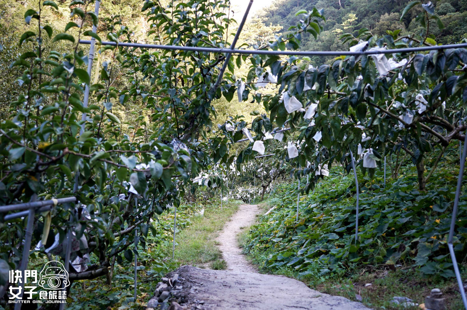 6百岳志佳陽單攻聖品希瑪農莊四季蘭溪吊橋高麗菜園.jpg 6百岳志佳陽單攻聖品希瑪農莊四季蘭溪吊橋高麗菜園.jpg