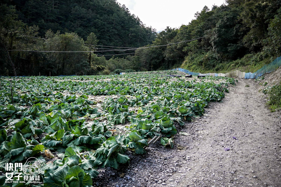 9百岳志佳陽單攻聖品希瑪農莊四季蘭溪吊橋高麗菜園.jpg 9百岳志佳陽單攻聖品希瑪農莊四季蘭溪吊橋高麗菜園.jpg