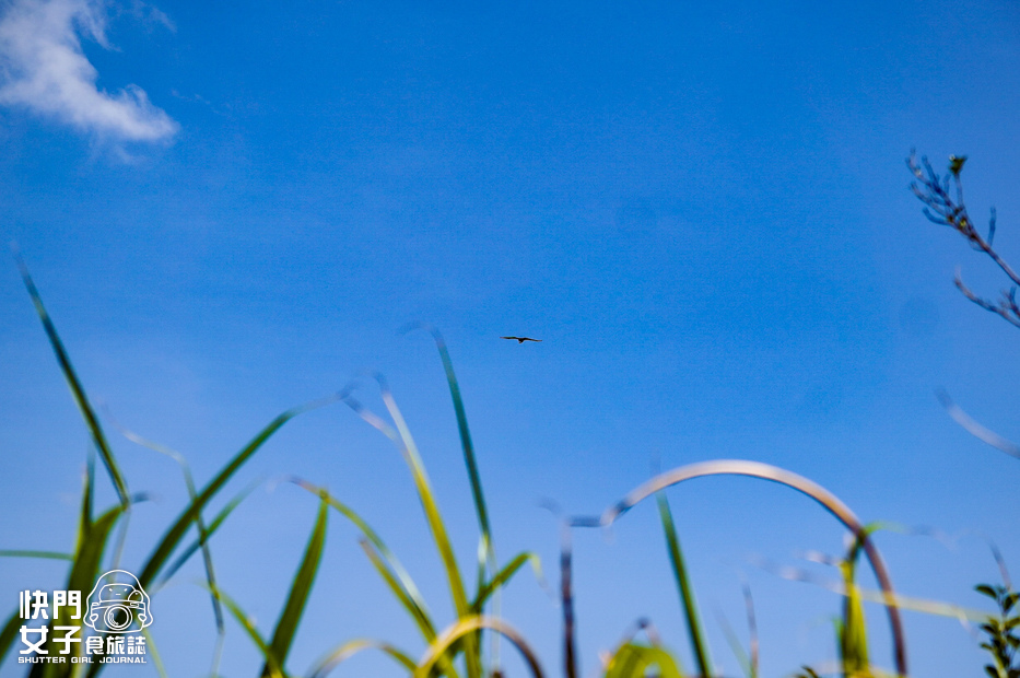 48平溪十分小百岳淡蘭古道五分山步道氣象台芒草季老街美食.jpg 48平溪十分小百岳淡蘭古道五分山步道氣象台芒草季老街美食.jpg