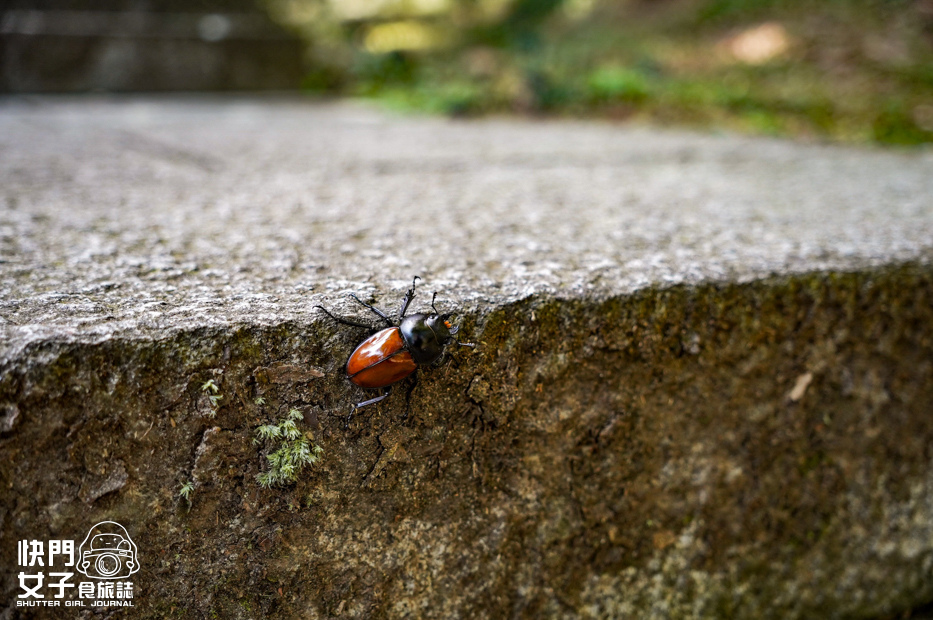 66平溪十分小百岳淡蘭古道五分山步道氣象台芒草季老街美食.jpg 66平溪十分小百岳淡蘭古道五分山步道氣象台芒草季老街美食.jpg