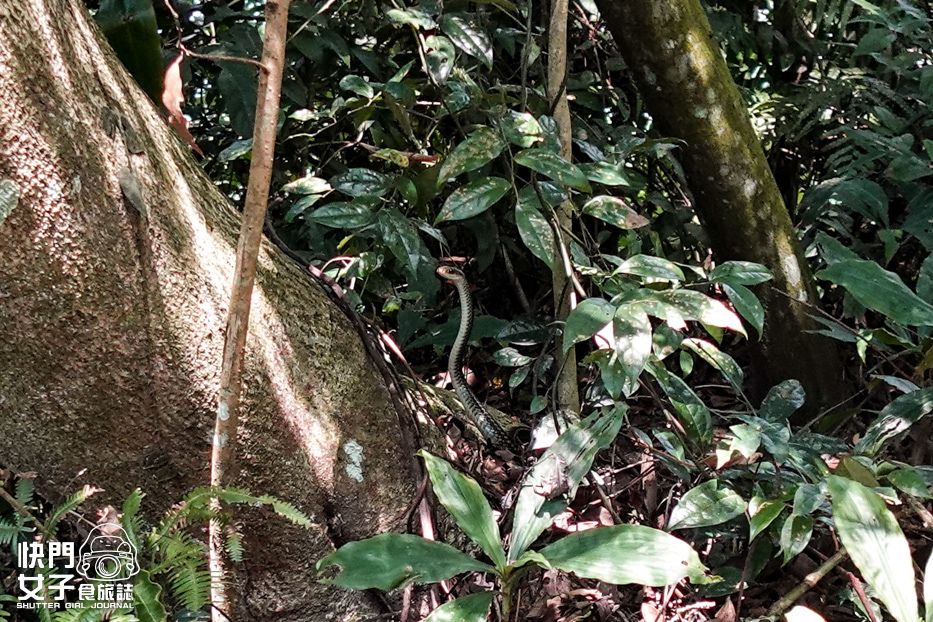 43桃園大溪小百岳溪洲山石門山石牛山福山巖登山步道.jpg 43桃園大溪小百岳溪洲山石門山石牛山福山巖登山步道.jpg