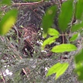 灰林鴞
