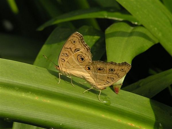 孔雀蛺蝶 夏型