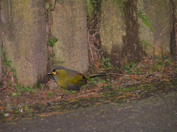 藪鳥