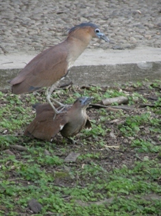 黑冠麻鷺交配(4)2008.3.27 台大校園 上雄.JPG