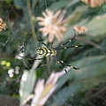 橫帶人面蜘蛛2008.11.4 鳳凰茶園.JPG