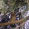 領角鴞 2007.05 台大校園