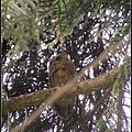 領角鴞 2007.05 台大校園