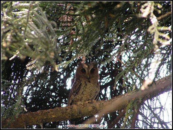 領角鴞 2007.05 台大校園