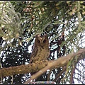 領角鴞 2007.05 台大校園