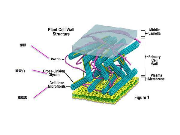 PlantCellWall.001.jpg