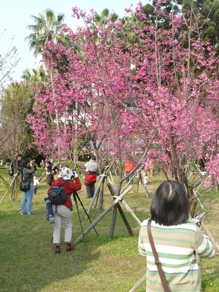 而且有一條走道開滿了櫻花好美唷~~~好多人都很專業的在拍照)))