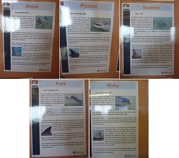 海豚列表 海豚列表