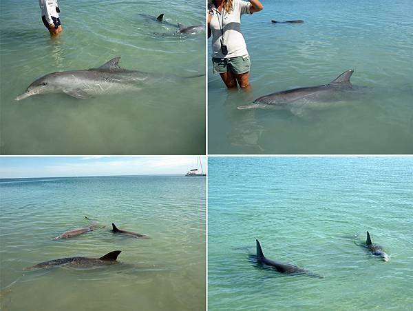 海豚游來 海豚游來