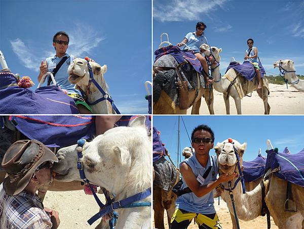 騎駱駝