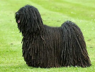 P站 世界名犬擬人化圖集 好吐司 痞客邦 P站 世界名犬擬人化圖集 好吐司 痞客邦