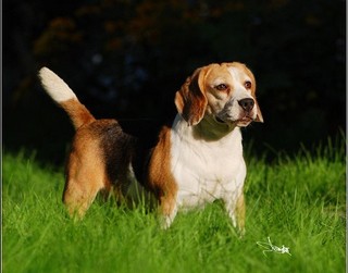 P站 世界名犬擬人化圖集 好吐司 痞客邦 P站 世界名犬擬人化圖集 好吐司 痞客邦