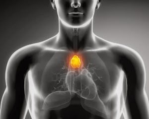 thymus-300px thymus-300px