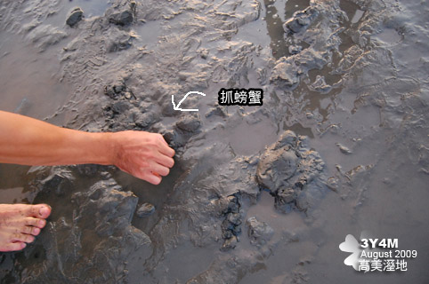 滿地的螃蟹 滿地的螃蟹