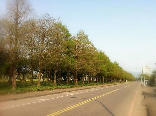 羅東運動公園-落羽松.JPG