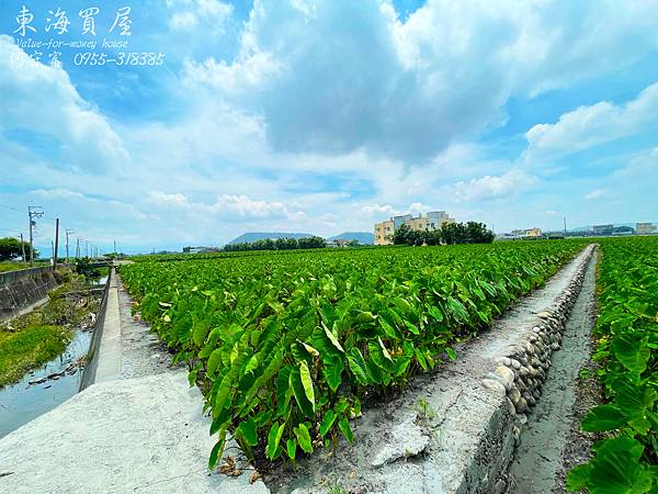 S__50806925.jpg S__50806925.jpg