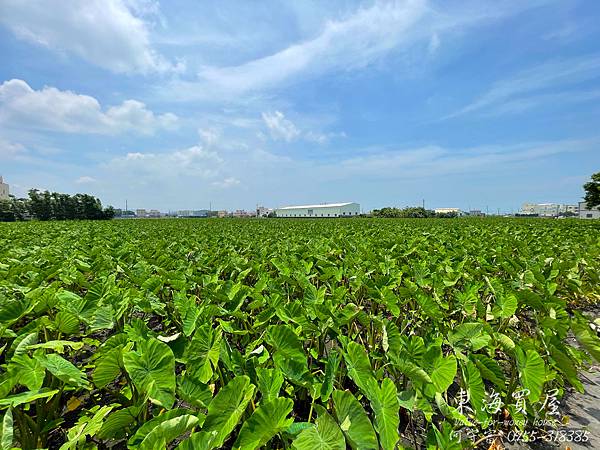 S__50806927.jpg S__50806927.jpg