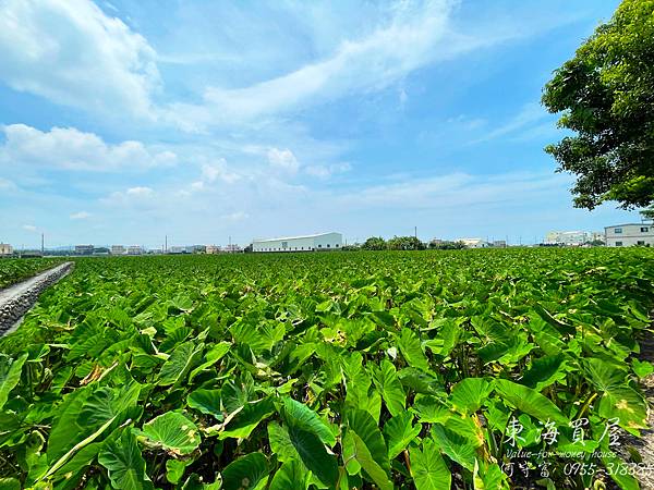 S__50806924.jpg S__50806924.jpg