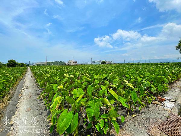 S__50806931.jpg S__50806931.jpg