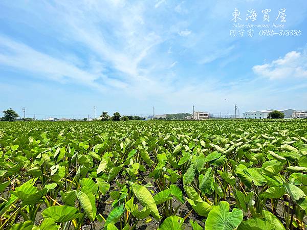 S__50806933.jpg S__50806933.jpg