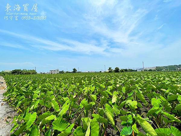 S__50806934.jpg S__50806934.jpg