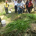 自然農法13：堆肥疊好後澆水及倒微生物菌水.jpg