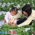 大湖千秋草莓園20131228-167.jpg