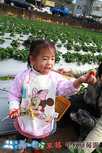 大湖千秋草莓園20131228-174.jpg